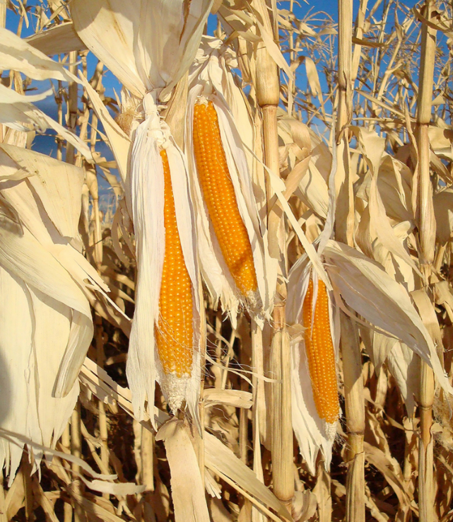 Quienes somos | Popcorn County USA Equipo